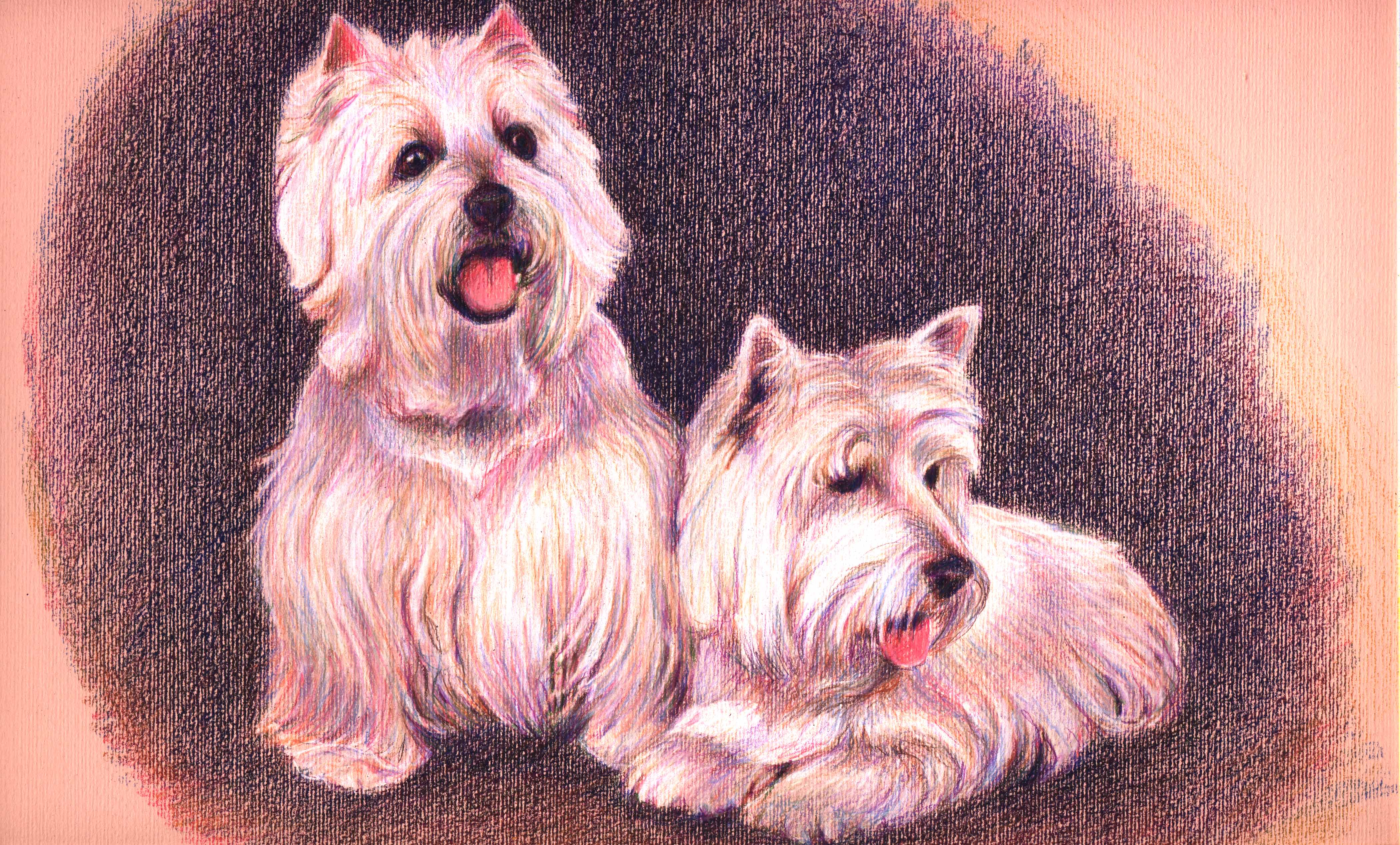 west Highland Terriers