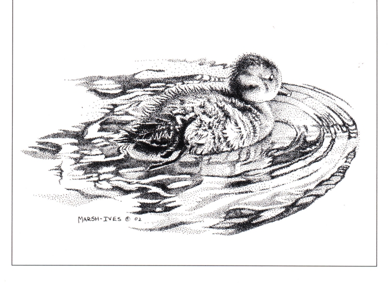 Swimming Duckling