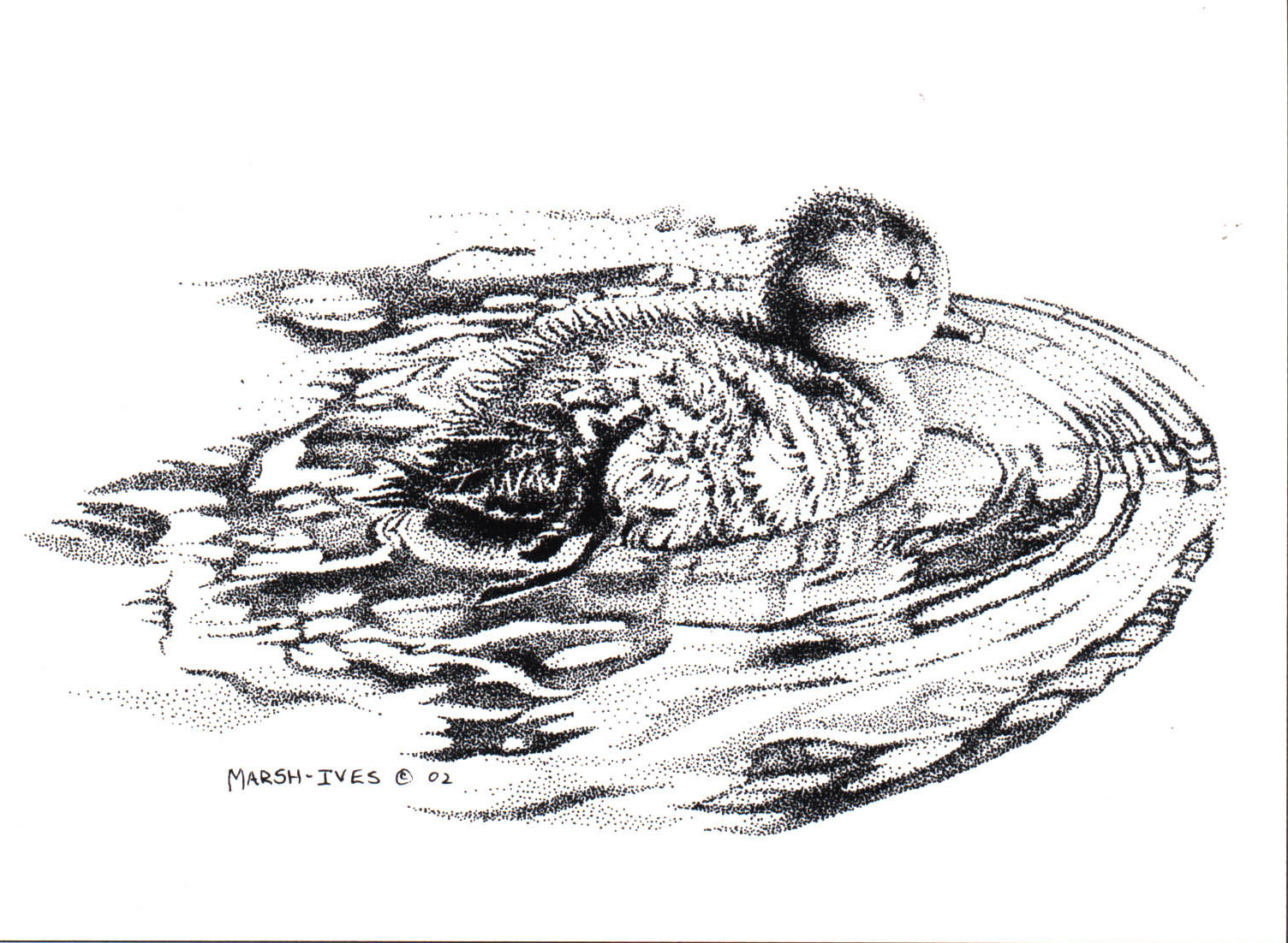Swimming Duckling
